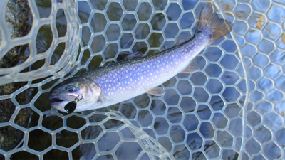 エリアトラウト