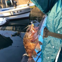 メバリングin御所浦