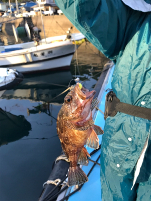 メバリングin御所浦