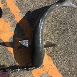 ボラの大名行列