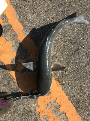 ボラの大名行列