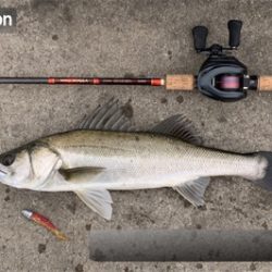 早春のマルチ湾奥シーバス♫