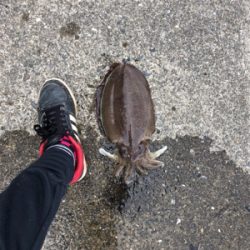 コウイカ絶好調!