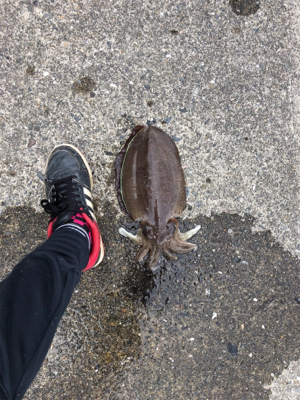 コウイカ絶好調!