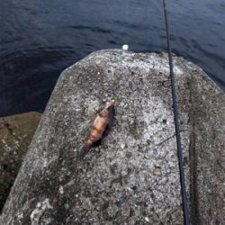 メバルからガシラとムラソイ