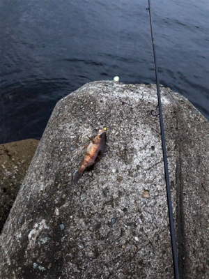 メバルからガシラとムラソイ