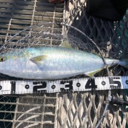 ようやくメジロ