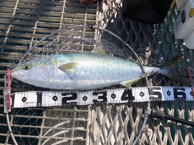 ようやくメジロ