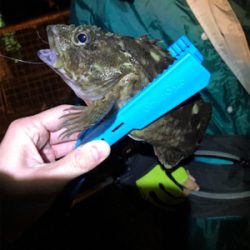 メバリングin御所浦三日目