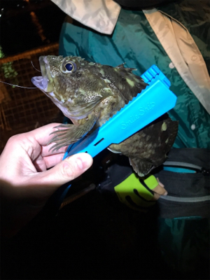 メバリングin御所浦三日目