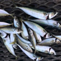 サバ3連はハマチ級の引き^_^笑