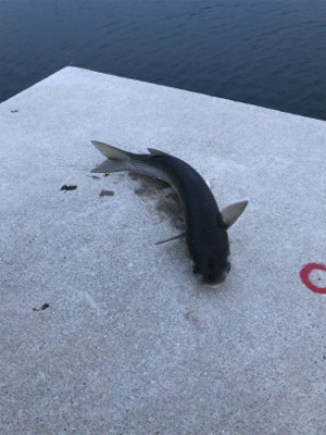 やはり厳しいのか…