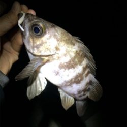 メバルのはずが…