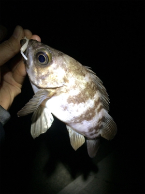 メバルのはずが…