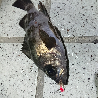 メバリング 活性上がってます！