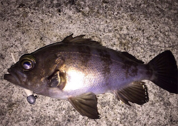 ちょいとメバリング