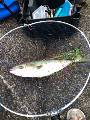 久々のショアジギ‼þ…