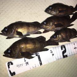 春爆までもう少し