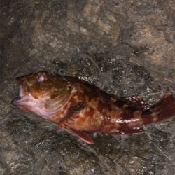 ガシラガシラガシラ〜♫