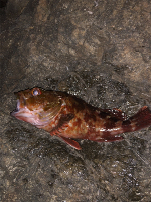 ガシラガシラガシラ〜♫