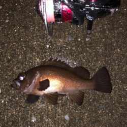 雨の中のメバリング