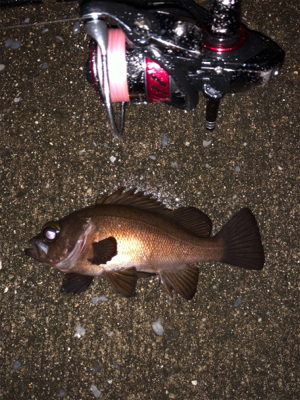 雨の中のメバリング