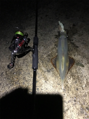 ヤリイカ終盤戦！