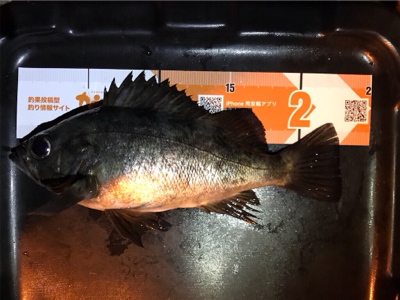 メバリングin御所浦4