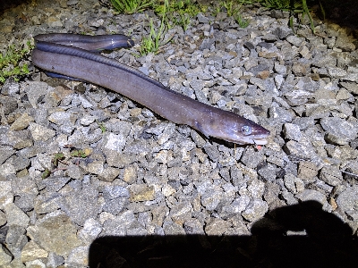 風の強い日の車内待機夜釣り