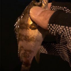 数釣りメバリング