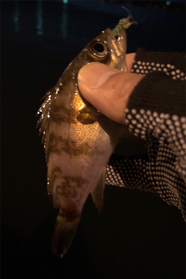 数釣りメバリング