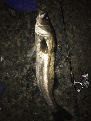 御所浦メバリング最終日