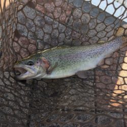 服部緑地でトラウトフィッシング〜