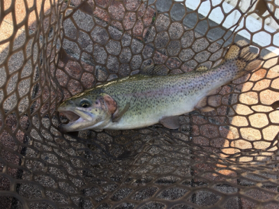 服部緑地でトラウトフィッシング〜