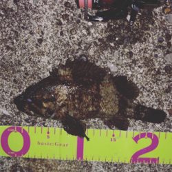 うみかぜ公園メバリング