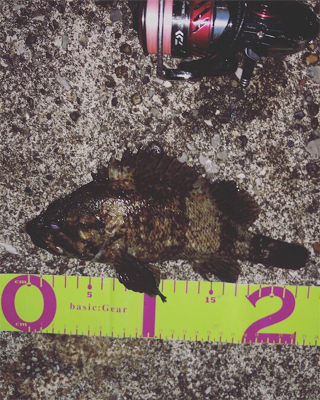 うみかぜ公園メバリング