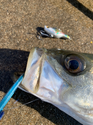 嵐明けのハンサムシーバス♫