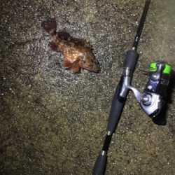 ガッシーのオンパレード