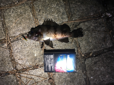 ひさびさの釣行