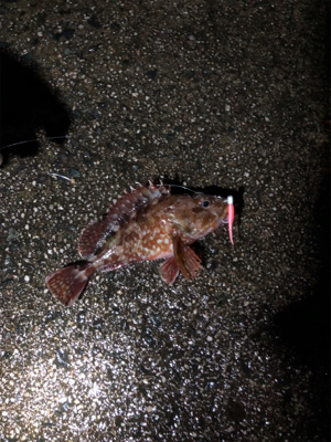 ナイトガシリング