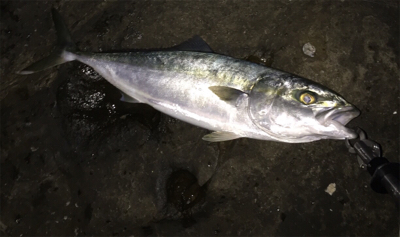 ショアキャスティング