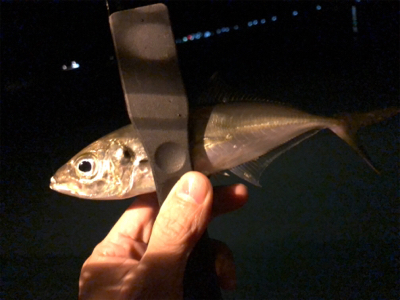 アジング下見♪