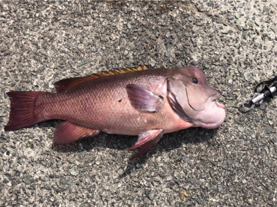 そこそこのコブ