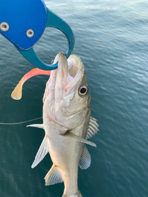 ちょっとそこのお若いの。