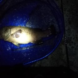 短時間コブチャレ