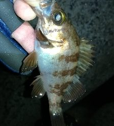 ナイトメバリング