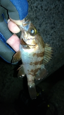 ナイトメバリング