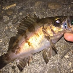 プラグには反応無し、ジグ単ワームで!