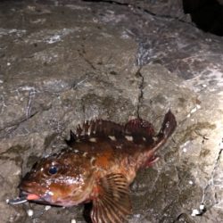 ガシラなら幾らでも