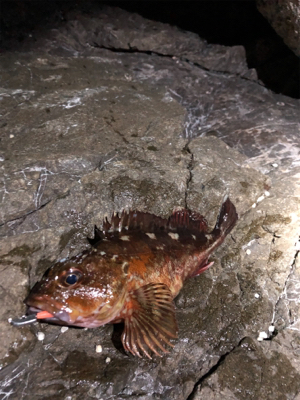 ガシラなら幾らでも